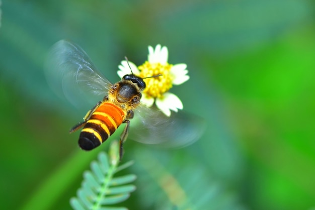 une abeille qui vole vers la belle fleur