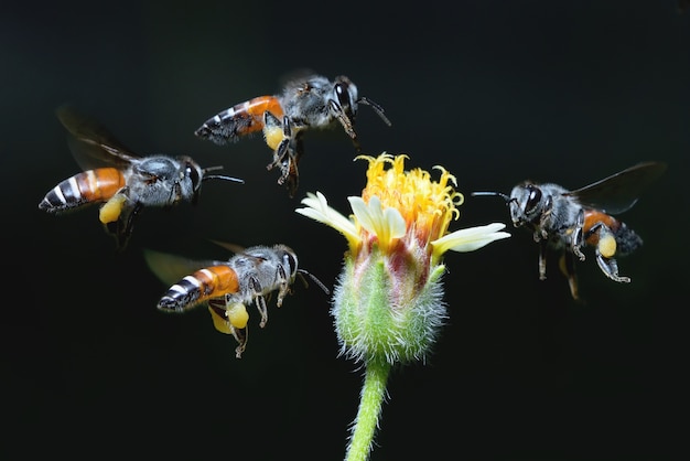 une abeille qui vole vers la belle fleur