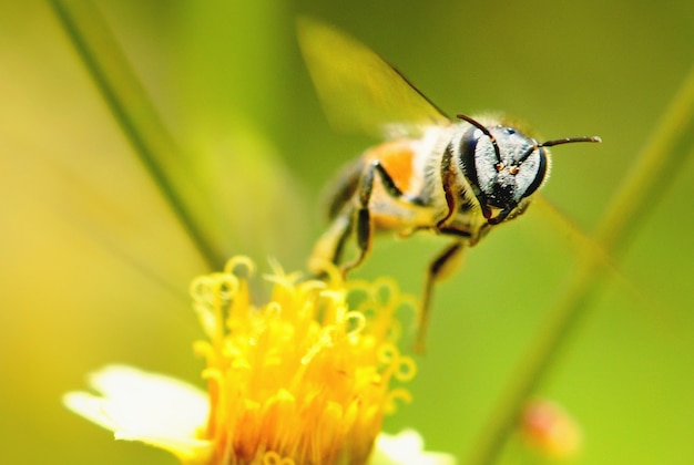 une abeille qui vole vers la belle fleur