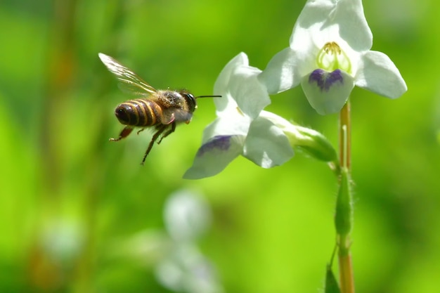 Abeille qui vole vers la belle fleur