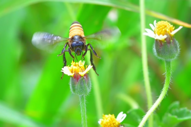 Abeille qui vole vers la belle fleur