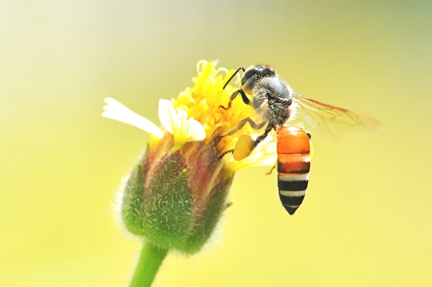 Abeille qui vole vers la belle fleur