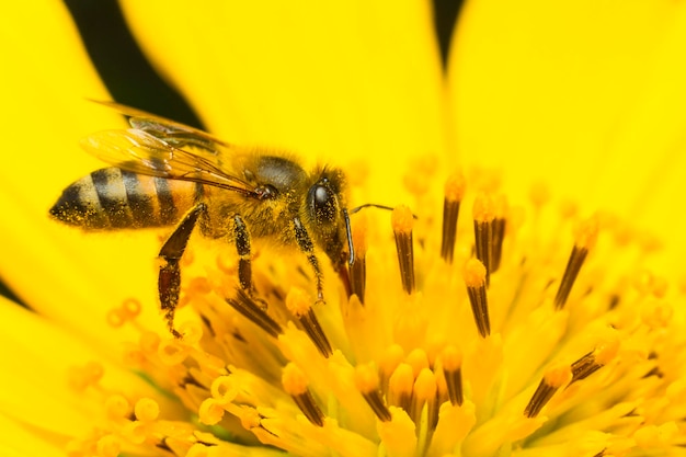 Abeille ramassant du miel sur une fleur jaune en gros plan
