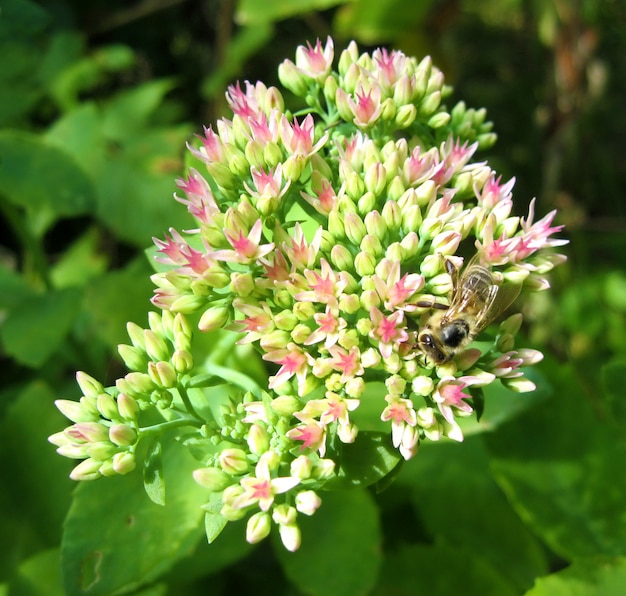 Abeille ramassant du nectar sur les fleurs de Sedum