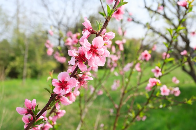 Abeille ramassant du pollen sur une fleur de pêcher