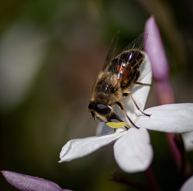 Une abeille ramasse du nectar