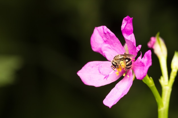 Abeille à la recherche de nectar