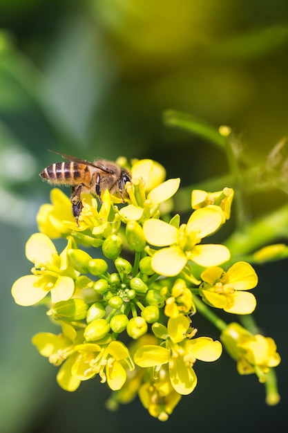 Abeille récoltant du pollen sur une fleur de canola