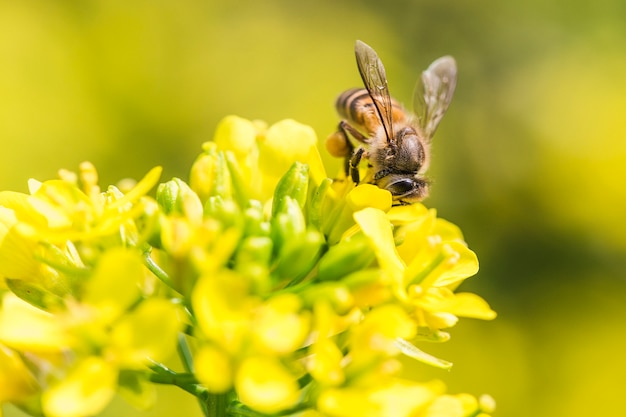 Abeille récoltant du pollen sur une fleur de canola