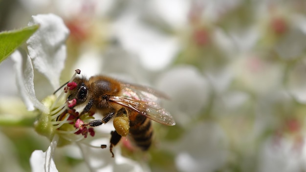 Abeille récoltant le pollen de fleurs en fleurs