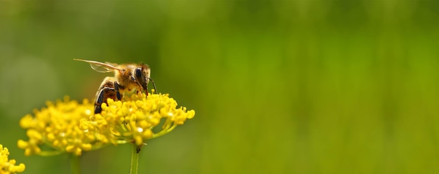 Abeille récoltant le pollen des fleurs