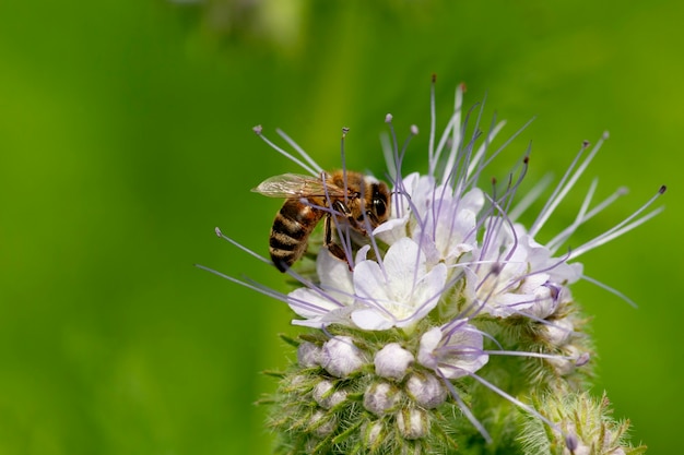 Une abeille récolte le nectar d'une fleur de phacélie.