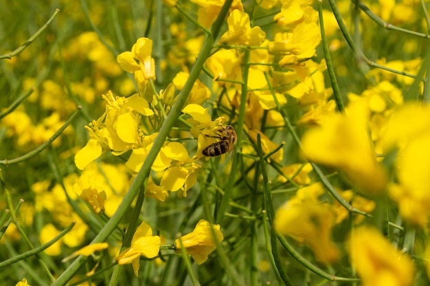 Une abeille récolte le nectar des fleurs pour en faire du miel