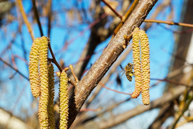 Photo l'abeille récolte le pollen sur les chatons