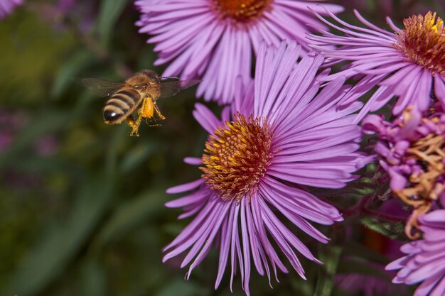 l'abeille recueille le dernier nectar et le pollen des fleurs d'aster vivaces