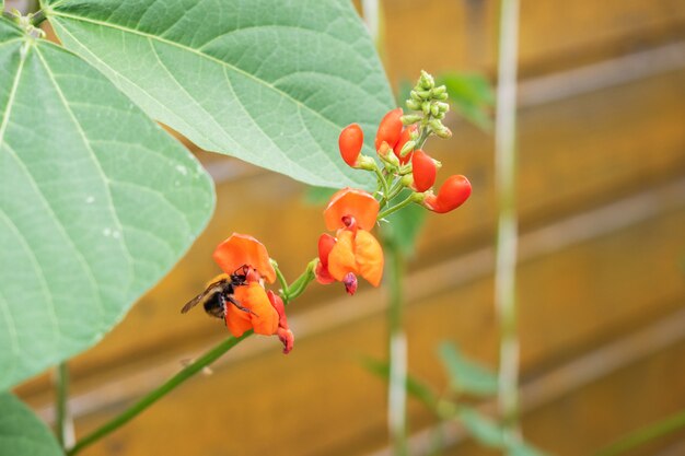 L'abeille recueille le miel de la fleur rouge