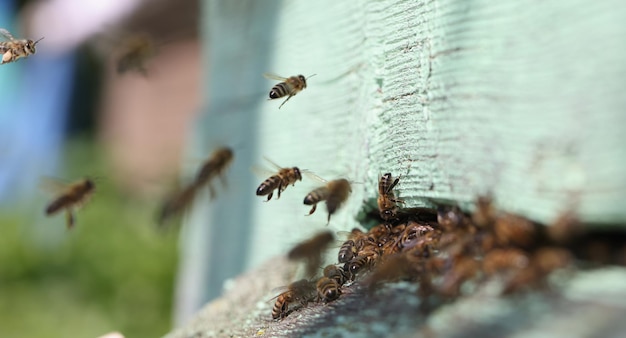 L'abeille recueille le nectar dans l'apiculture de la ruche et le concept d'élevage sain des abeilles