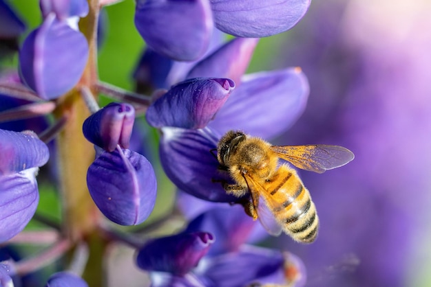 Une abeille recueille le nectar d'une fleur sur un arrière-plan flou