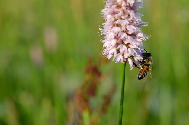 Une abeille recueille le nectar d'un gros plan de fleur