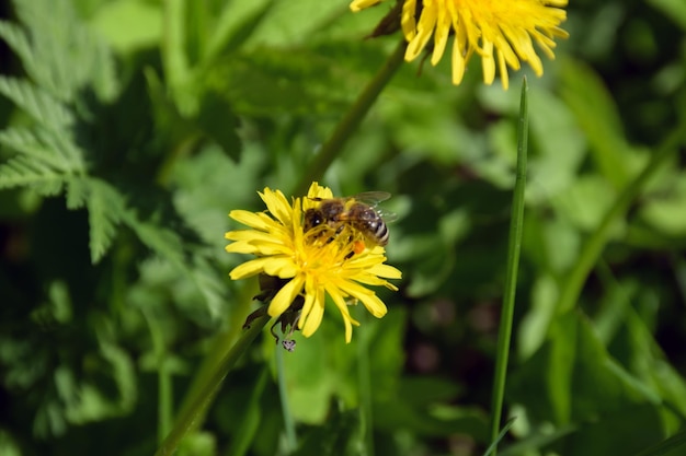 Une abeille recueille le nectar sur un petit pissenlit jaune