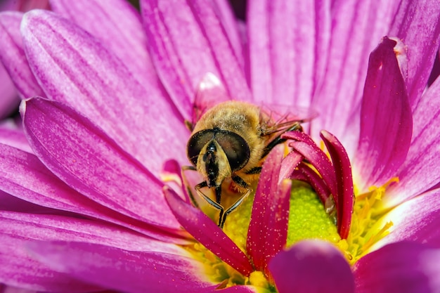 L'abeille recueille le pollen assis sur une fleur.