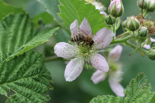 Une abeille recueille le pollen d'une fleur de mûre blanche en été.