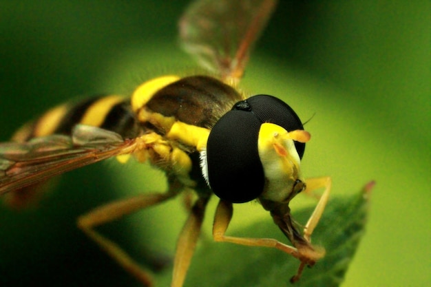 Une abeille recueille le pollen et le nectar