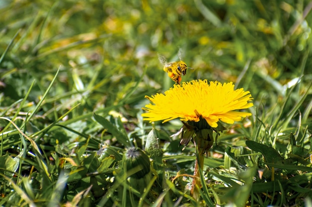 Une abeille recueille le pollen d'un pissenlit