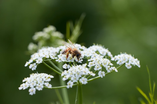 L'abeille recueille le pollen pour le miel Champ de fleurs d'anis Fleur de cumin