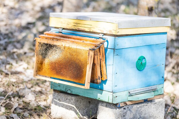 abeille ruche ruche apiculteur miel nature animal forêt champ arrière-plan printemps.