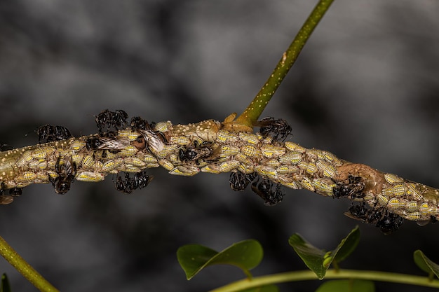 Abeille sans dard adulte avec insectes Aetalionid Treehopper