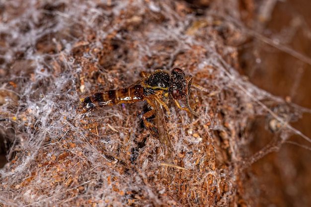 Abeille sans dard adulte mort