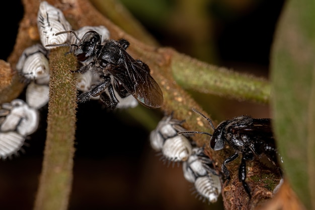 Abeille sans dard adulte de la tribu Meliponini interagissant avec la nymphe des cicadelles typiques de la tribu Membracini