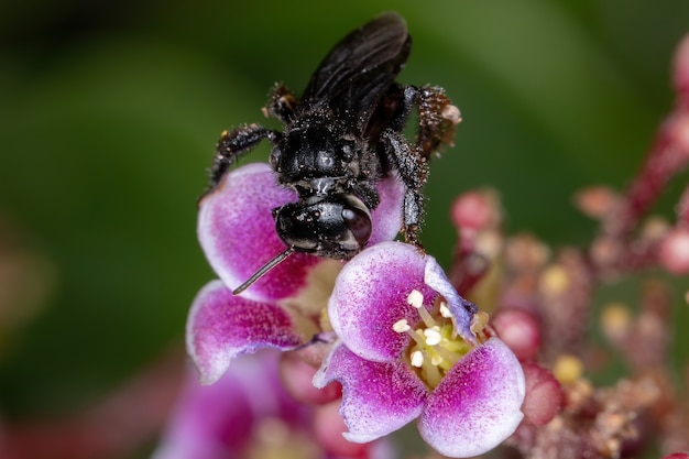 Abeille sans dard femelle adulte du genre Trigona sur une fleur de carambole de l'espèce Averrhoa carambola avec mise au point sélective