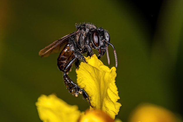 Abeille sans dard femelle adulte