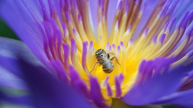 L'abeille sans dard prend du pollen