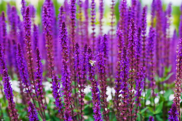 Abeille sur une sauge en fleurs