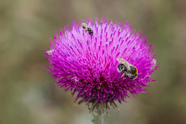 Abeille sauvage sur une fleur violette lumineuse