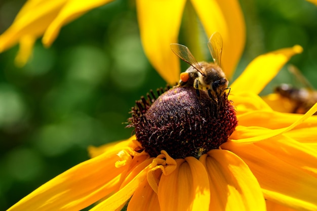 Une abeille sauvage recueille le nectar