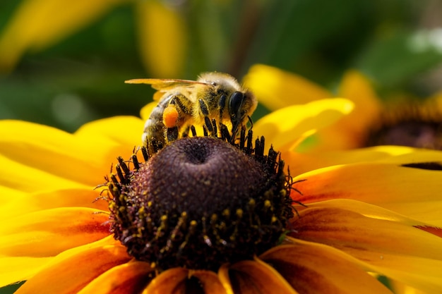 Une abeille sauvage recueille le nectar