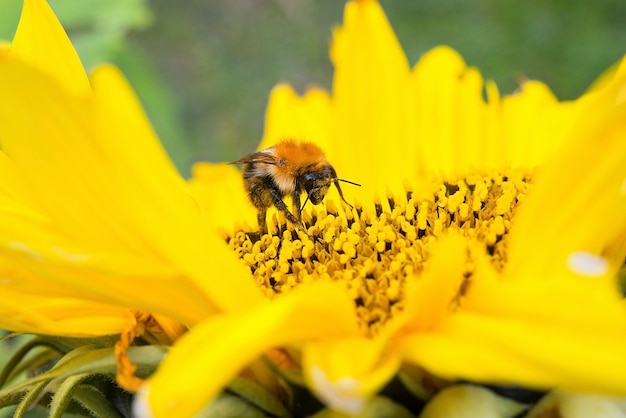 Abeille sauvage recueille le pollen, le nectar en fleur de tournesol jaune, selective focus