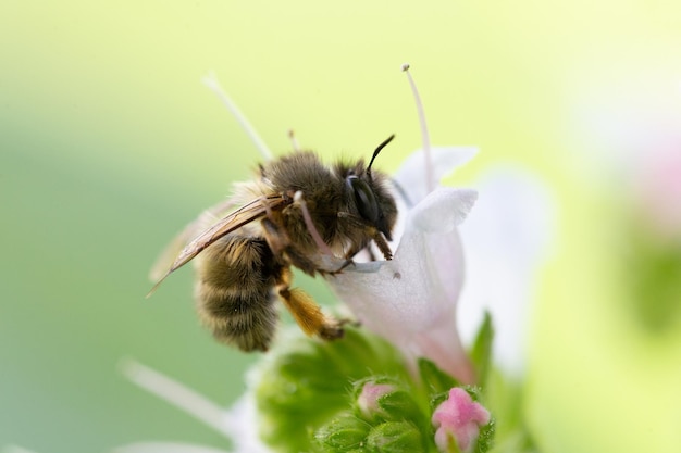 Photo abeille se nourrissant du nectar d'une fleur de soin des abeilles