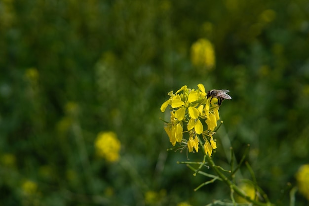 L'abeille se repose sur la fleur jaune la pollinise et rassemble le nectar