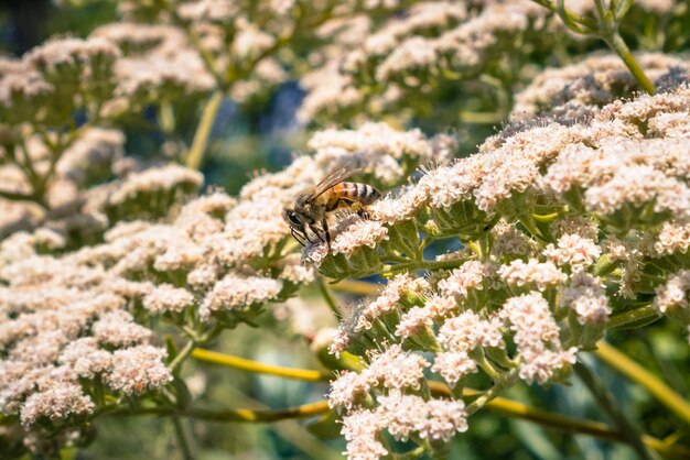 Abeille sur St Catherine's Lace Eriogonum giganteum fleurs Ulistac Natural Area Santa Clara San Francisco bay area Californie