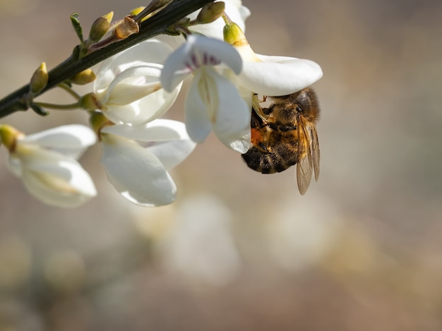 Abeille suçant le nectar d'une fleur.