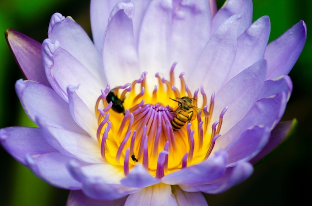 L&#39;abeille suce du nectar avec du pollen de lotus pourpre