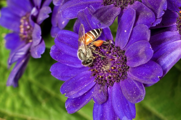 L'abeille suce le nectar des fleurs bleues