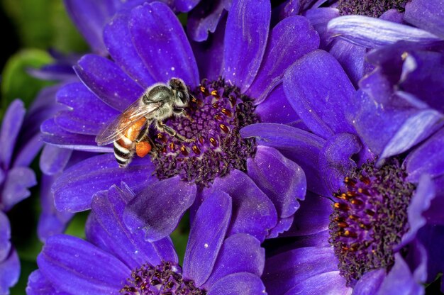 L'abeille suce le nectar des fleurs bleues