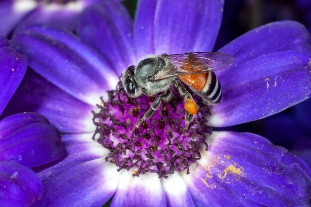 L'abeille suce le nectar des fleurs bleues