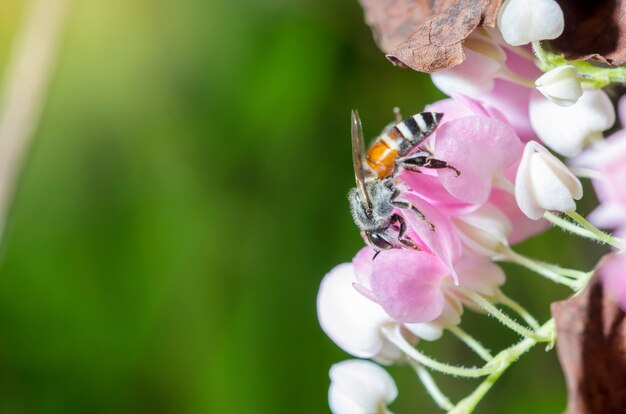 L&#39;abeille suce le nectar sucré du pollen rose.